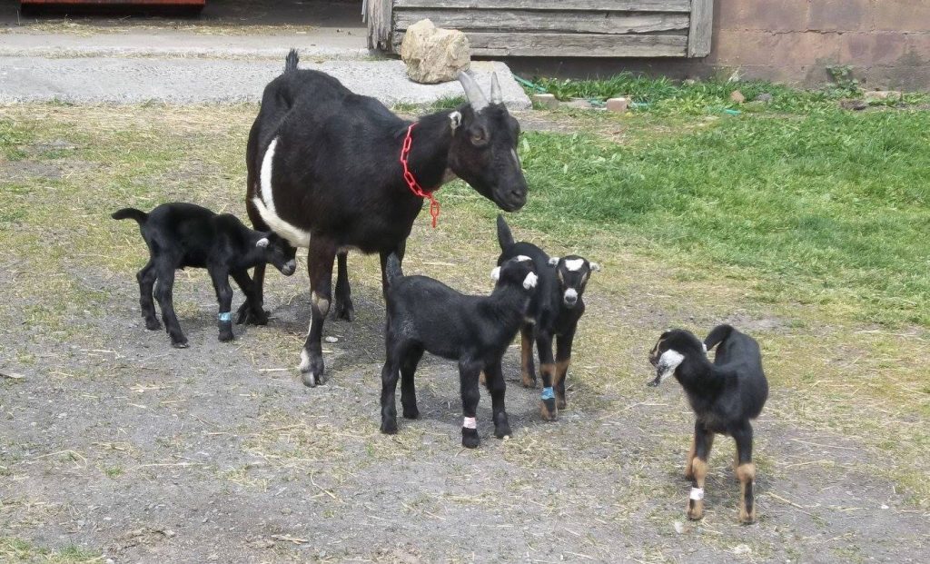 mom goat with baby goats