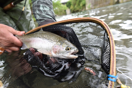 fish caught in net